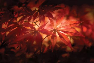 Red Light by Philippe Sainte-Laudy canvas print