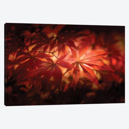 Red Light Canvas Print #PSL138} by Philippe Sainte-Laudy Canvas Art