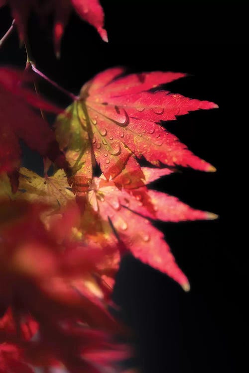 Red Spirit Of Autumn by Philippe Sainte-Laudy wall art