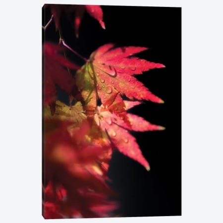 Red Spirit Of Autumn Canvas Print #PSL139} by Philippe Sainte-Laudy Canvas Wall Art