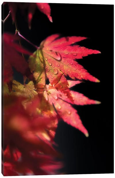 Red Spirit Of Autumn Canvas Art Print - Philippe Sainte-Laudy