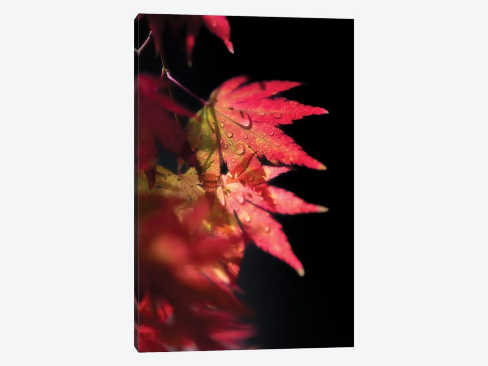 Red Spirit Of Autumn by Philippe Sainte-Laudy 1-piece Canvas Wall Art