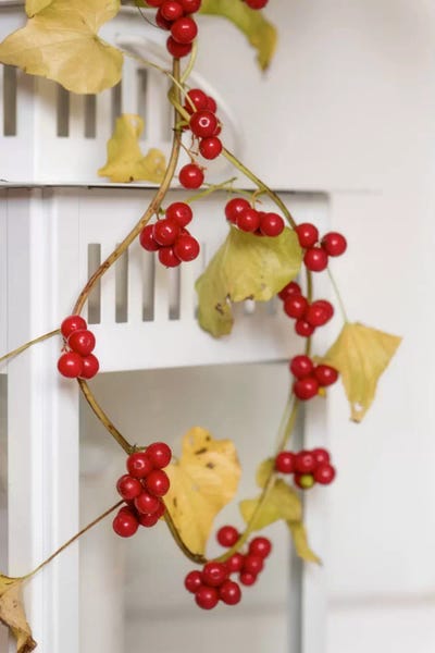 Ivies: Autumn Details by Philippe Sainte-Laudy
