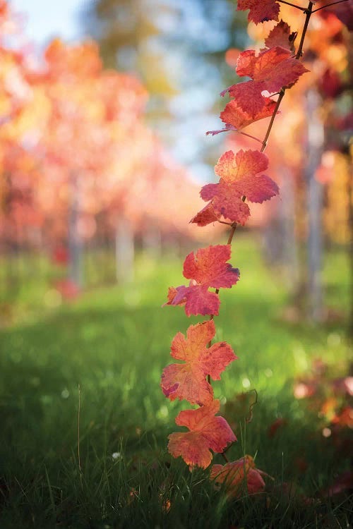Red Vine Leaves by Philippe Sainte-Laudy wall art