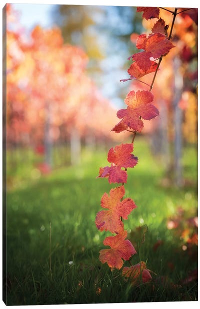 Red Vine Leaves Canvas Art Print - Ivy & Vine Art
