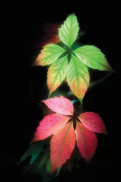 Secret Autumn by Philippe Sainte-Laudy framed canvas print