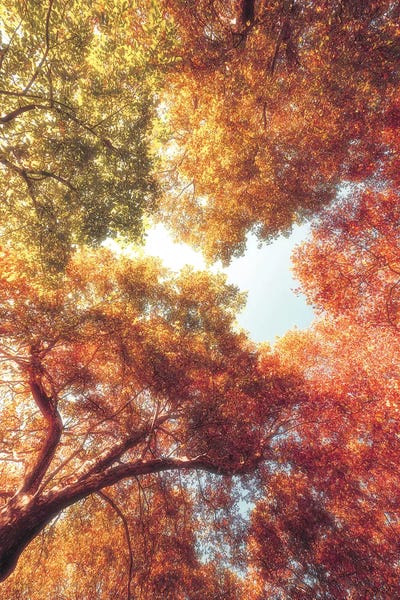 Tree Close-Ups: Shades Of Red by Philippe Sainte-Laudy