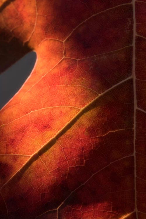 Autumn In Detail