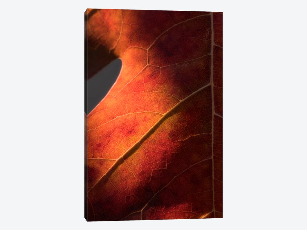 Autumn In Detail by Philippe Sainte-Laudy 1-piece Canvas Art Print
