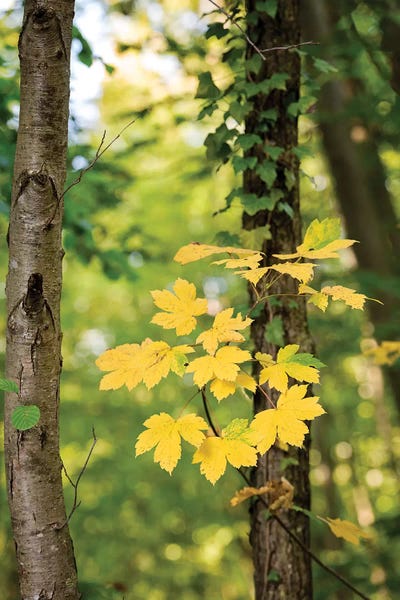 Tree Close-Ups: Static Journey by Philippe Sainte-Laudy
