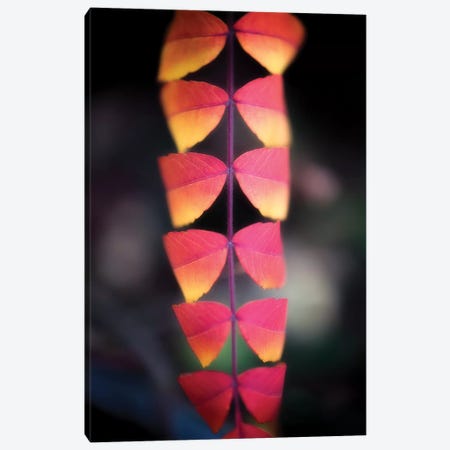 Strip Of Leaves Canvas Print #PSL153} by Philippe Sainte-Laudy Canvas Artwork