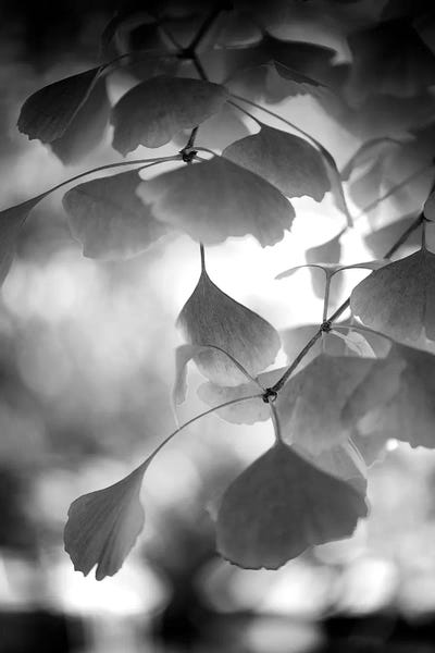 Sweetness Black by Philippe Sainte-Laudy framed canvas print