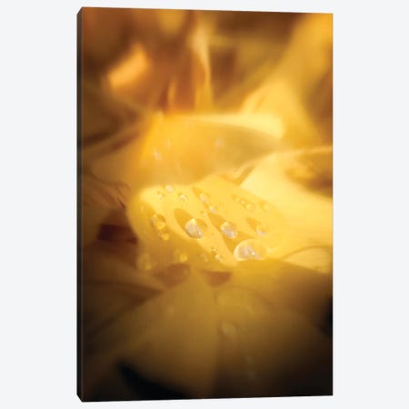 Tears Of Happiness Canvas Print #PSL158} by Philippe Sainte-Laudy Canvas Wall Art