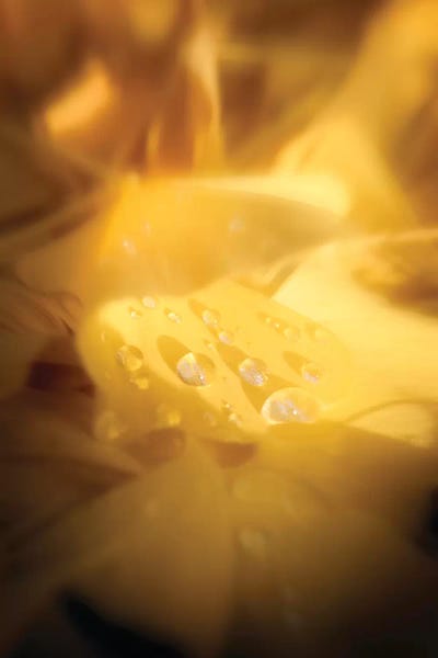 Water Close-Ups: Tears Of Happiness by Philippe Sainte-Laudy