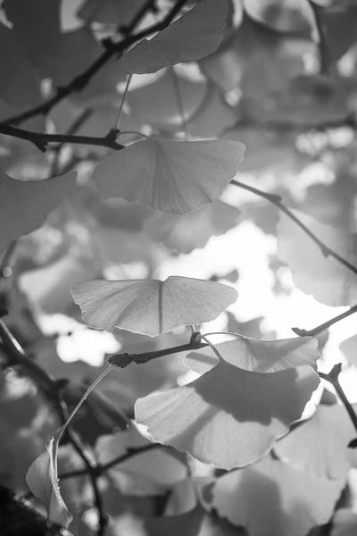 Tears Of Sadness by Philippe Sainte-Laudy framed wall art