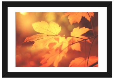 Autumn Leaves Have Arrived Framed Art Print - Philippe Sainte-Laudy