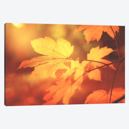Autumn Leaves Have Arrived Canvas Print #PSL15} by Philippe Sainte-Laudy Canvas Art