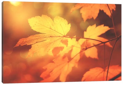 Autumn Leaves Have Arrived Canvas Art Print - Tree Close-Up Art