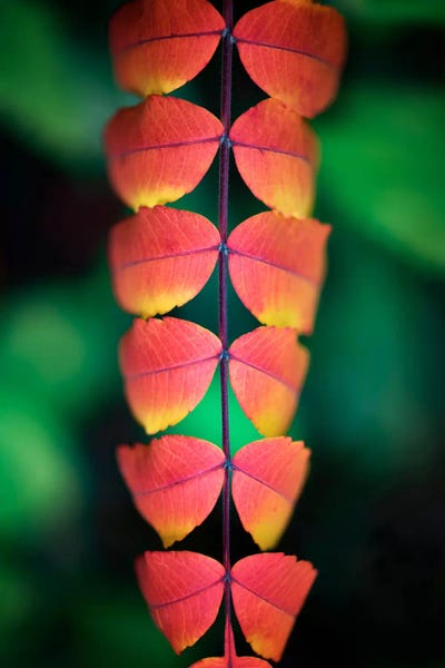 Autumn Mask by Philippe Sainte-Laudy framed canvas print
