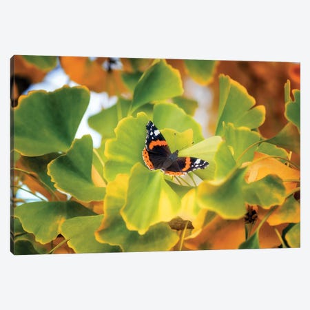 The Butterfly Who Loved Ginkgo Canvas Print #PSL160} by Philippe Sainte-Laudy Canvas Print