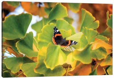 The Butterfly Who Loved Ginkgo Canvas Art Print - Ginkgo Tree Art