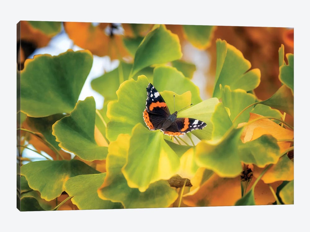 The Butterfly Who Loved Ginkgo by Philippe Sainte-Laudy 1-piece Canvas Wall Art