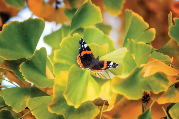 Ginkgo Trees: The Butterfly Who Loved Ginkgo by Philippe Sainte-Laudy