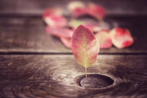 Still Life Photography: The Calling by Philippe Sainte-Laudy