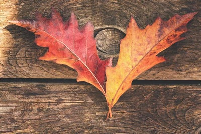 The Colors Of October by Philippe Sainte-Laudy framed canvas print