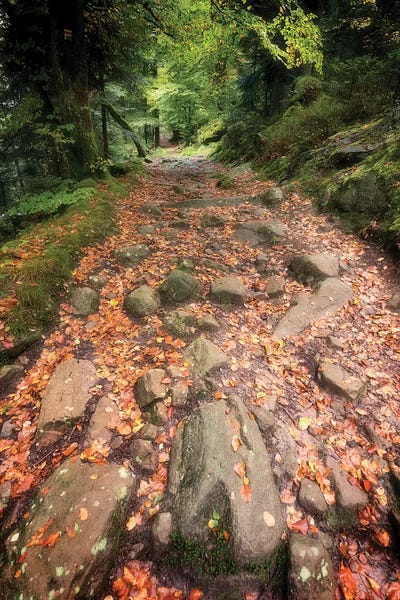 The Forest Way by Philippe Sainte-Laudy framed canvas print