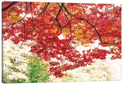 The Red Dome Canvas Art Print - Tree Close-Up Art