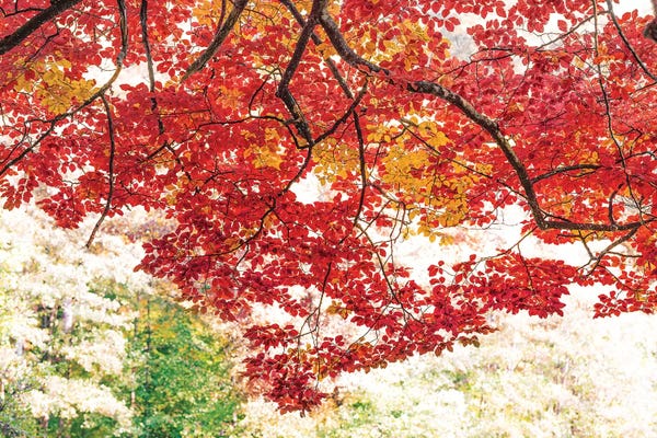 Refreshing Workspace: The Red Dome by Philippe Sainte-Laudy