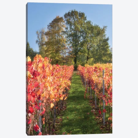 The Vines In Alsace Canvas Print #PSL166} by Philippe Sainte-Laudy Canvas Artwork