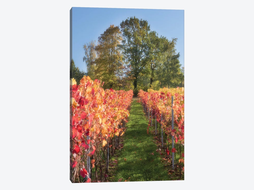 The Vines In Alsace by Philippe Sainte-Laudy 1-piece Canvas Wall Art