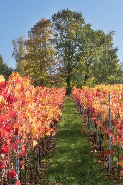 Ivies: The Vines In Alsace by Philippe Sainte-Laudy