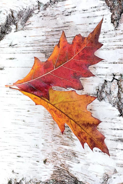 Travel Envy by Philippe Sainte-Laudy wall art