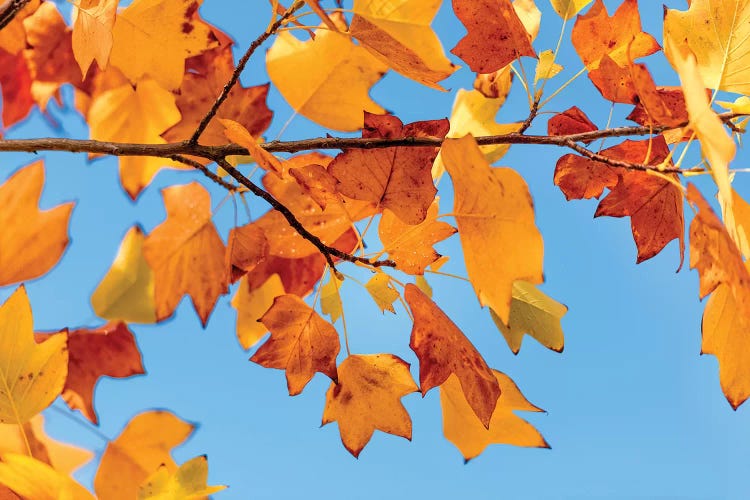 Tulip Tree Of Virginia