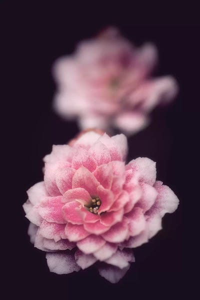 Black & Pink: Two Is Better by Philippe Sainte-Laudy