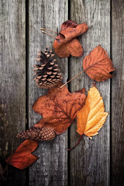 Still Life Photography: Under Trees by Philippe Sainte-Laudy