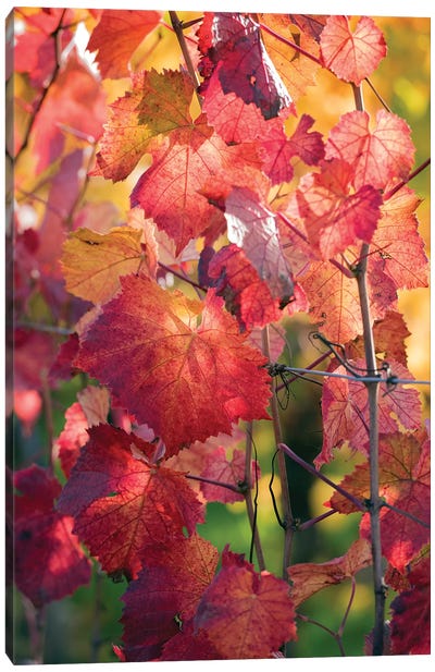 Vine Leaves In Autumn Canvas Art Print - Ivy & Vine Art