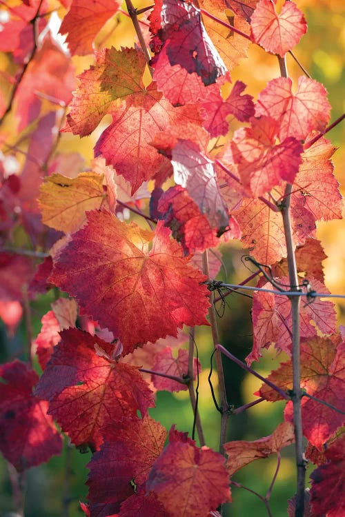 Vine Leaves In Autumn