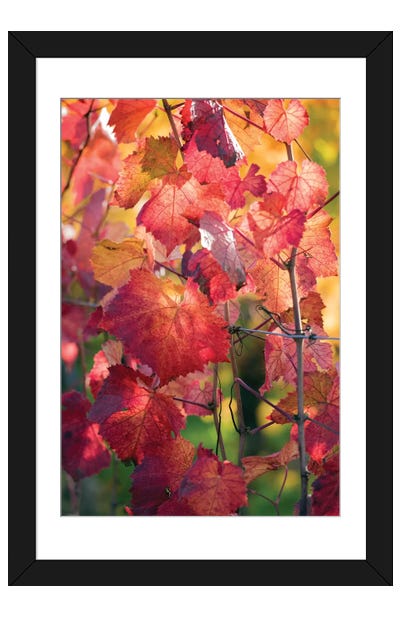 Vine Leaves In Autumn Framed Art Print - Philippe Sainte-Laudy