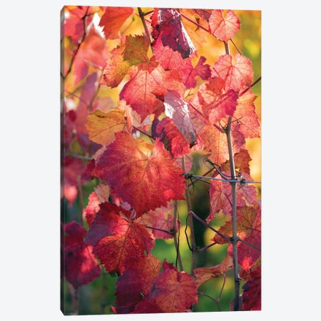 Vine Leaves In Autumn Canvas Print #PSL176} by Philippe Sainte-Laudy Art Print
