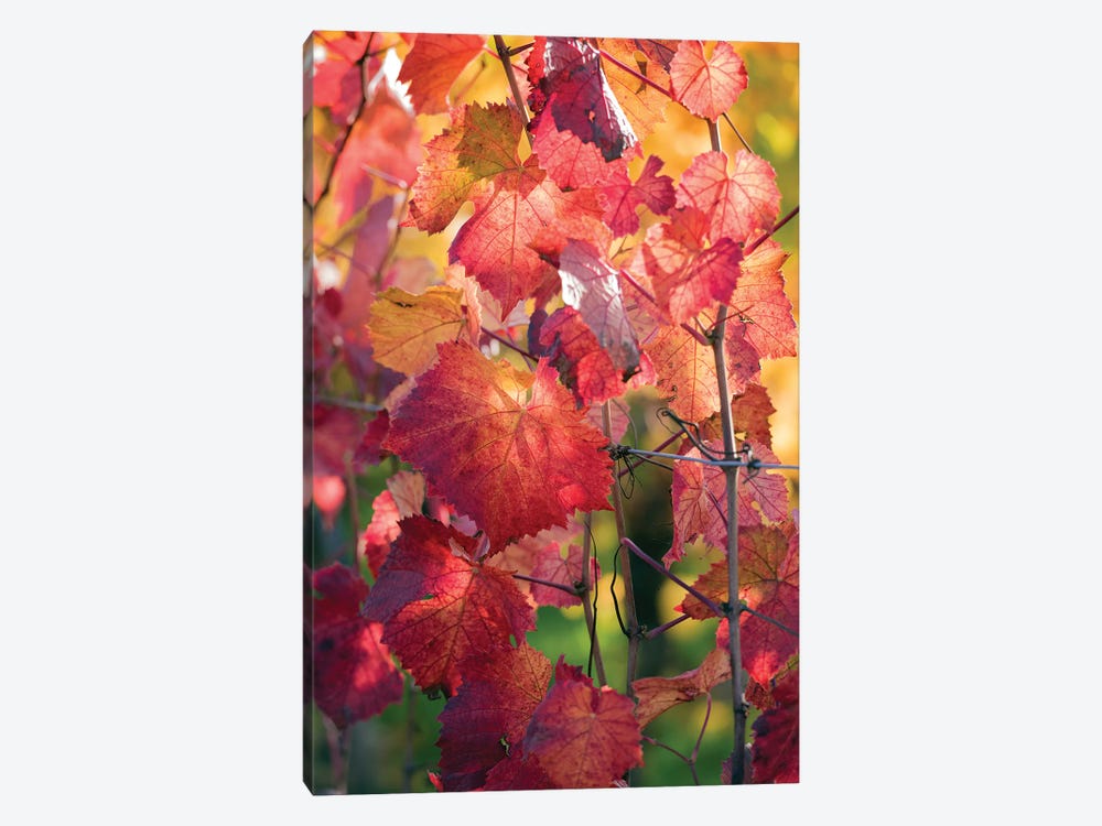 Vine Leaves In Autumn by Philippe Sainte-Laudy 1-piece Art Print