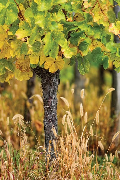 Vineyards: Vines by Philippe Sainte-Laudy