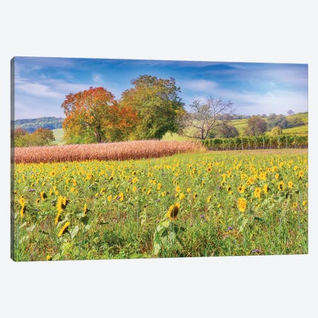 Vines And Sunflowers Canvas Print #PSL178} by Philippe Sainte-Laudy Canvas Wall Art