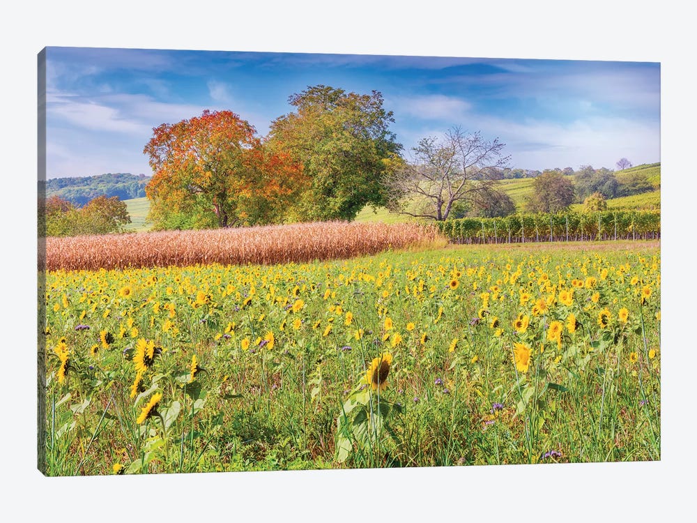 Vines And Sunflowers by Philippe Sainte-Laudy 1-piece Art Print
