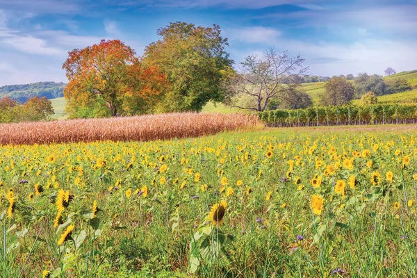 Vineyards: Vines And Sunflowers by Philippe Sainte-Laudy