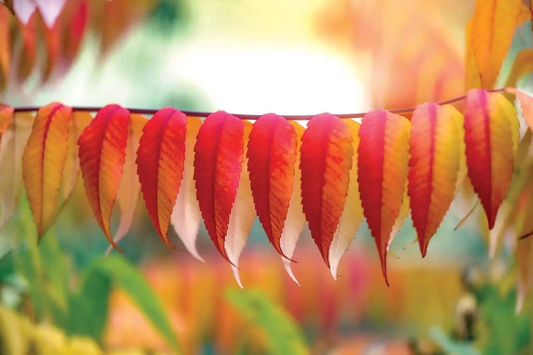 Virginia Sumac Leaves