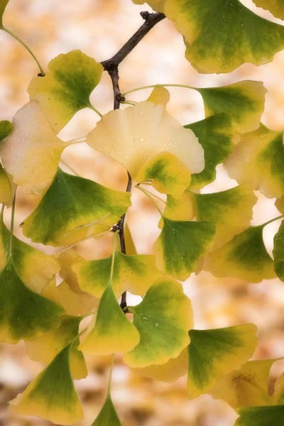 Tree Close-Ups: Autumn Pearls by Philippe Sainte-Laudy